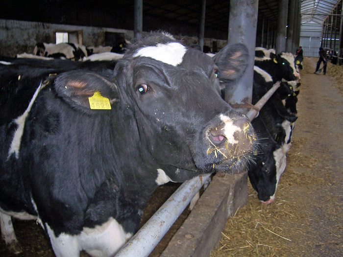 Від кожної такої корови у СТОВ &laquo;Вітчизна&raquo; за рік надоїли понад 8 тисяч кілограмів молока. Фото автора